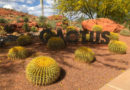 Red Hills Desert: paraíso para los amantes de los cactus